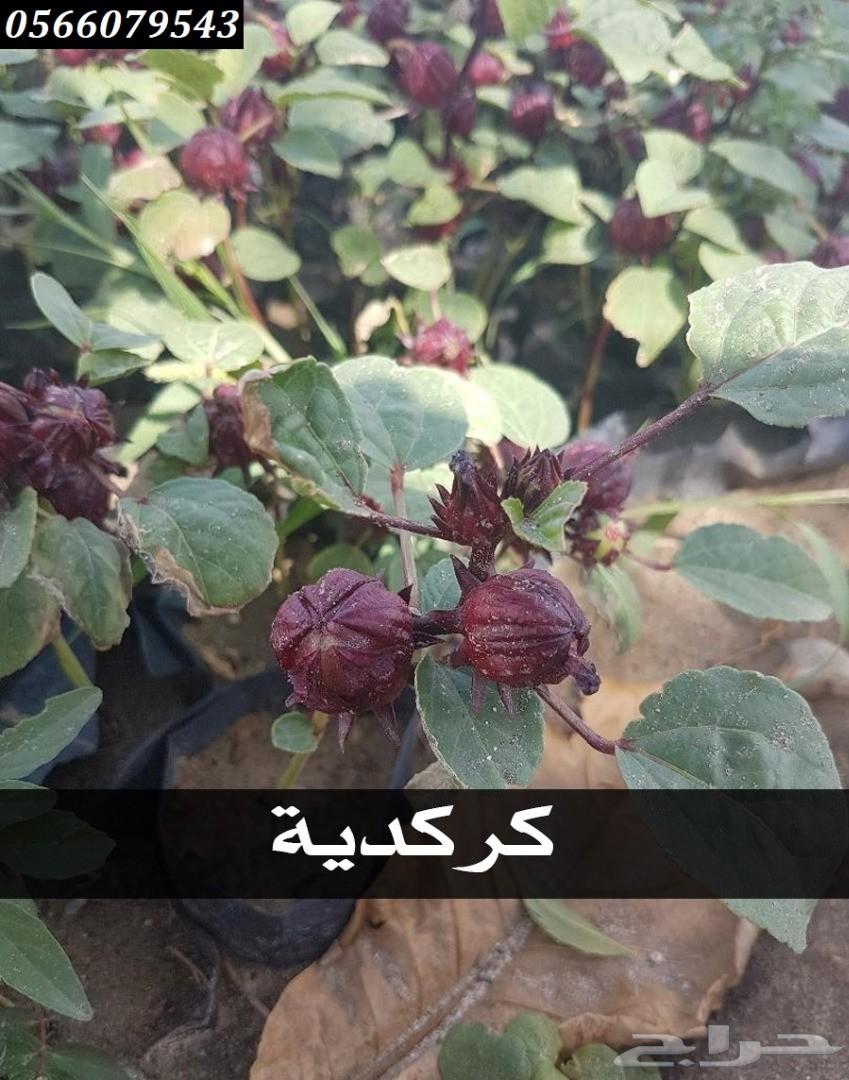 بإحلى الاسعار..شتلات تبدأ ب1.75 ريال .