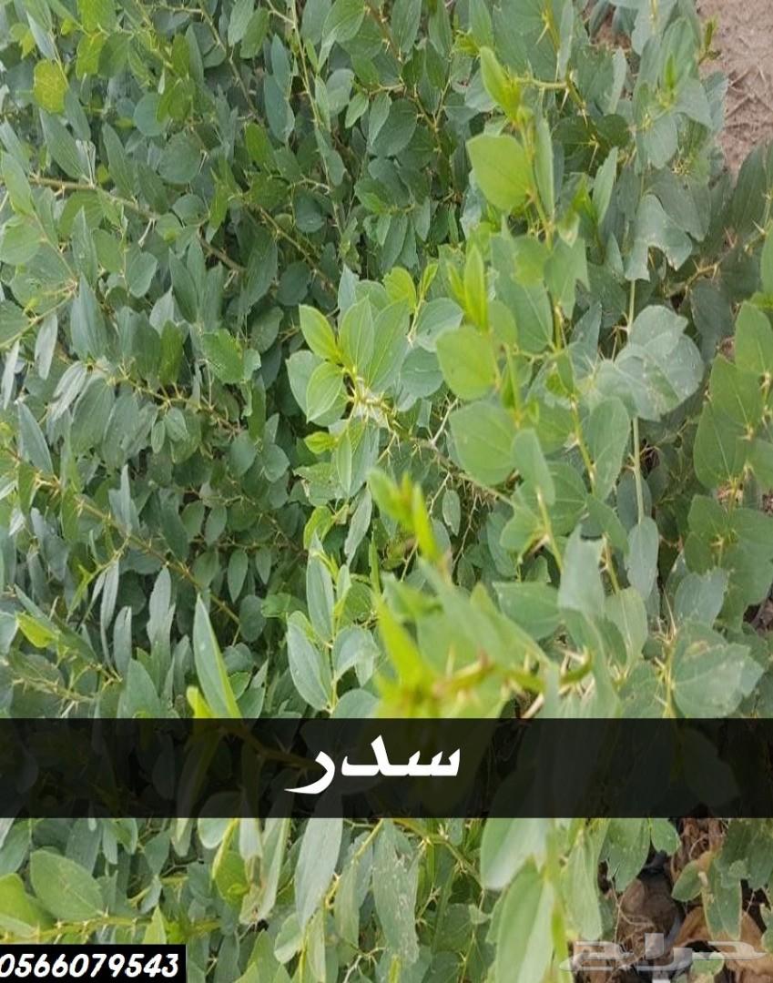 بإحلى الاسعار..شتلات تبدأ ب1.75 ريال .