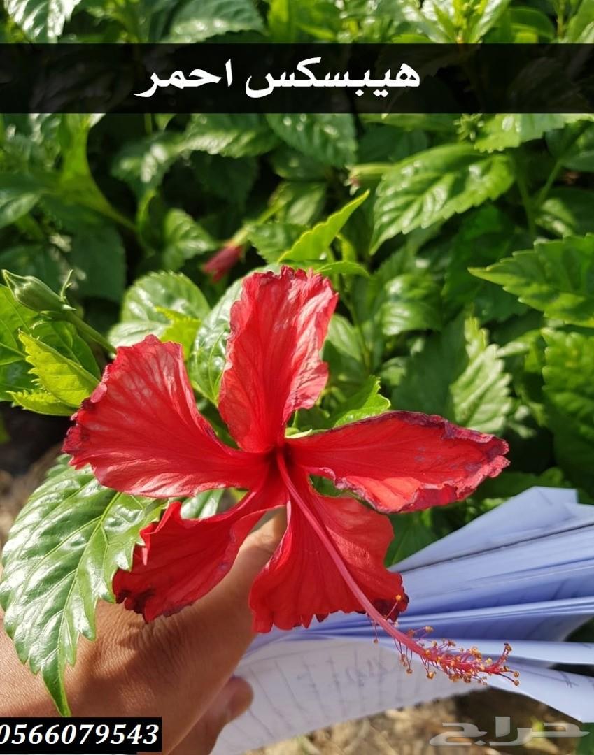 بإحلى الاسعار..شتلات تبدأ ب1.75 ريال .