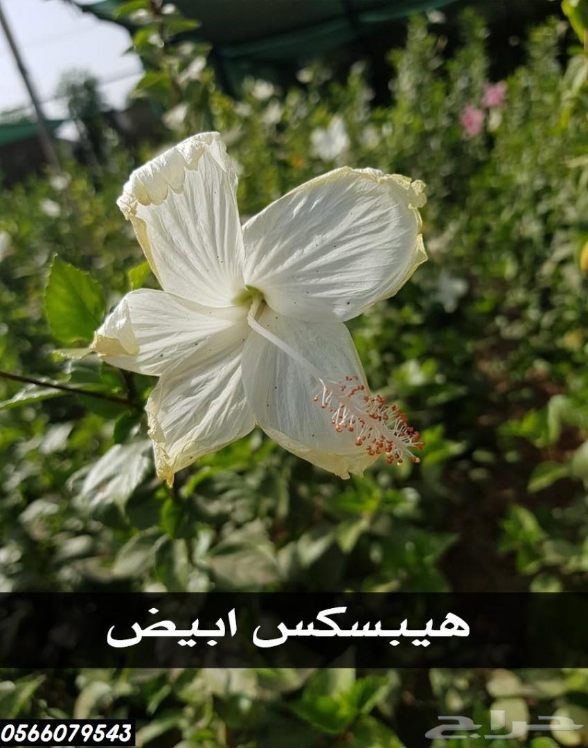 بإحلى الاسعار..شتلات تبدأ ب1.75 ريال .