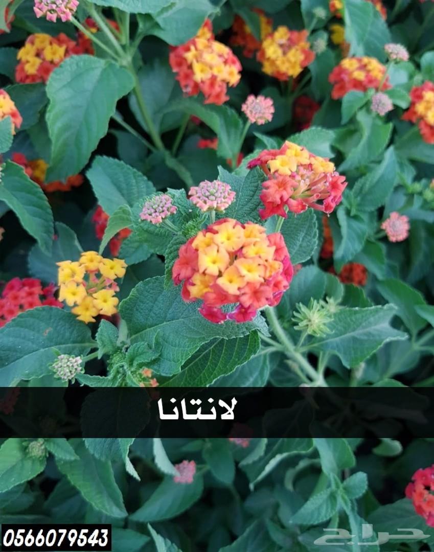 بإحلى الاسعار..شتلات تبدأ ب1.75 ريال .