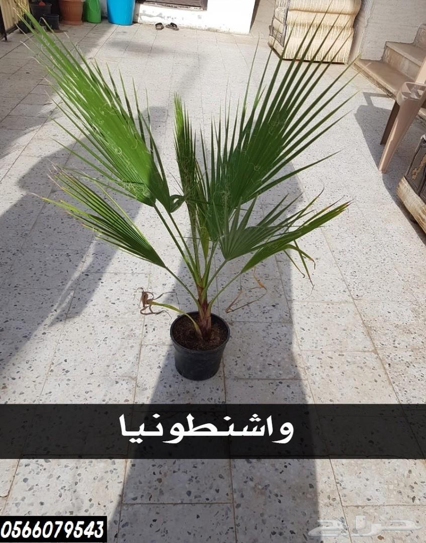 بإحلى الاسعار..شتلات تبدأ ب1.75 ريال .