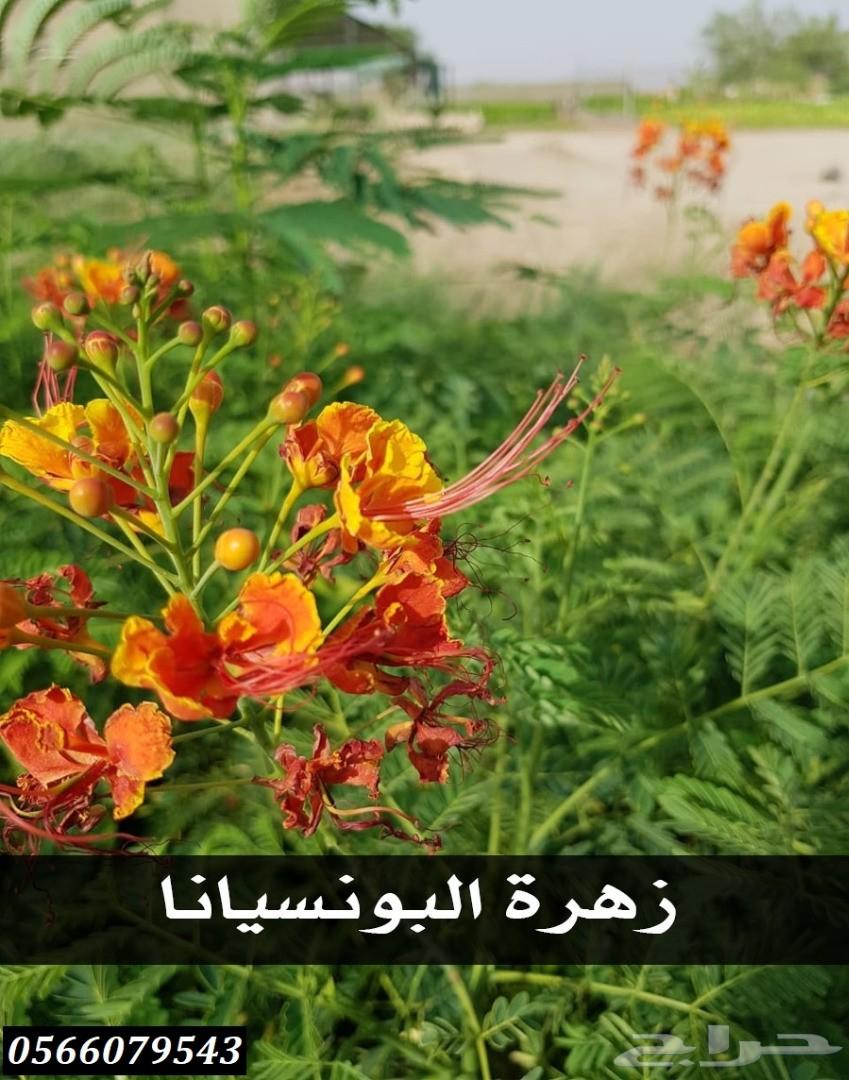 بإحلى الاسعار..شتلات تبدأ ب1.75 ريال .