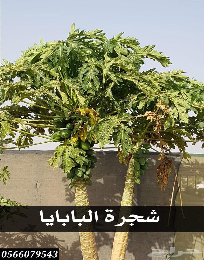 بإحلى الاسعار..شتلات تبدأ ب1.75 ريال .