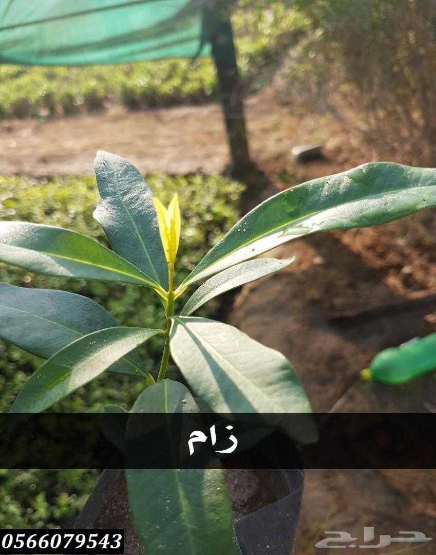 بإحلى الاسعار..شتلات تبدأ ب1.75 ريال .