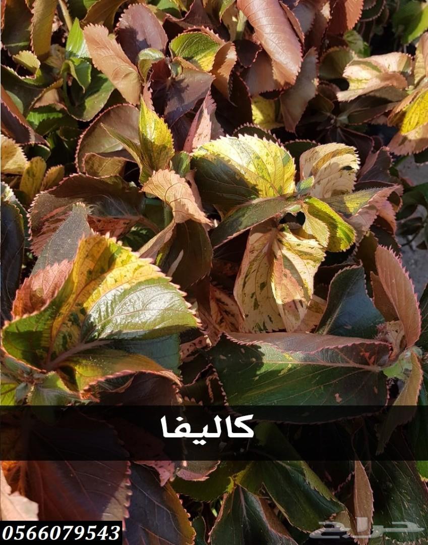 بإحلى الاسعار..شتلات تبدأ ب1.75 ريال .