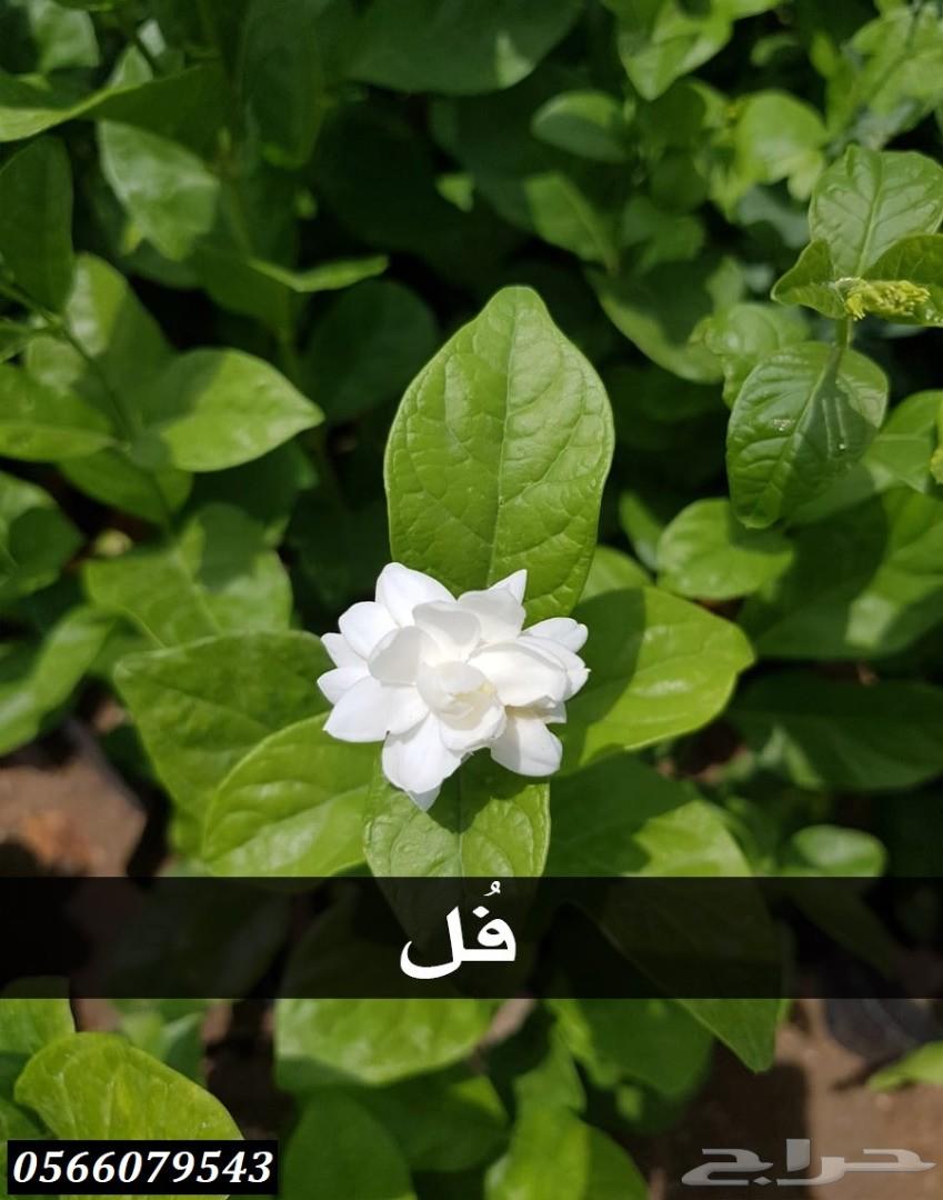 بإحلى الاسعار..شتلات تبدأ ب1.75 ريال .