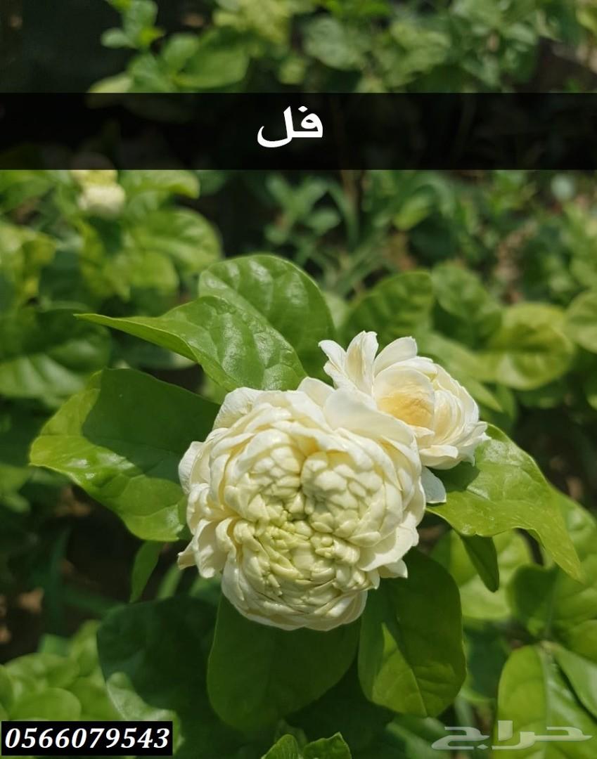 بإحلى الاسعار..شتلات تبدأ ب1.75 ريال .