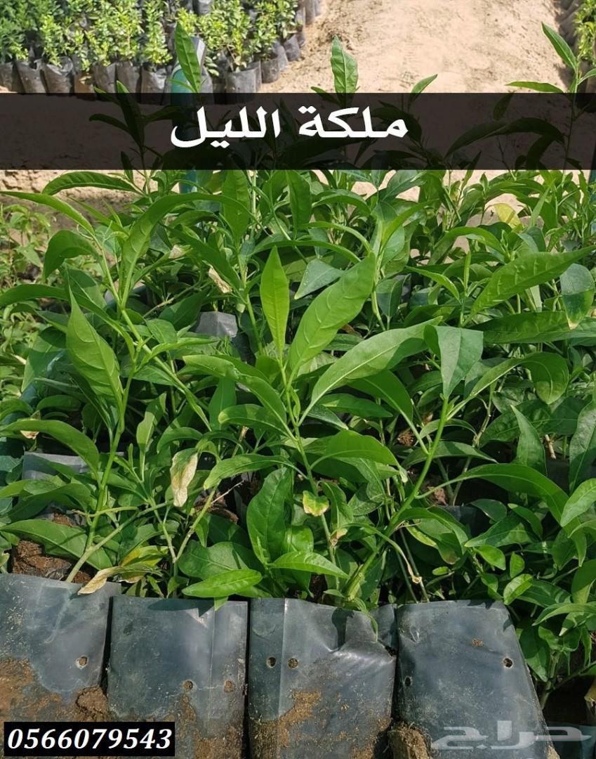 بإحلى الاسعار..شتلات تبدأ ب1.75 ريال .