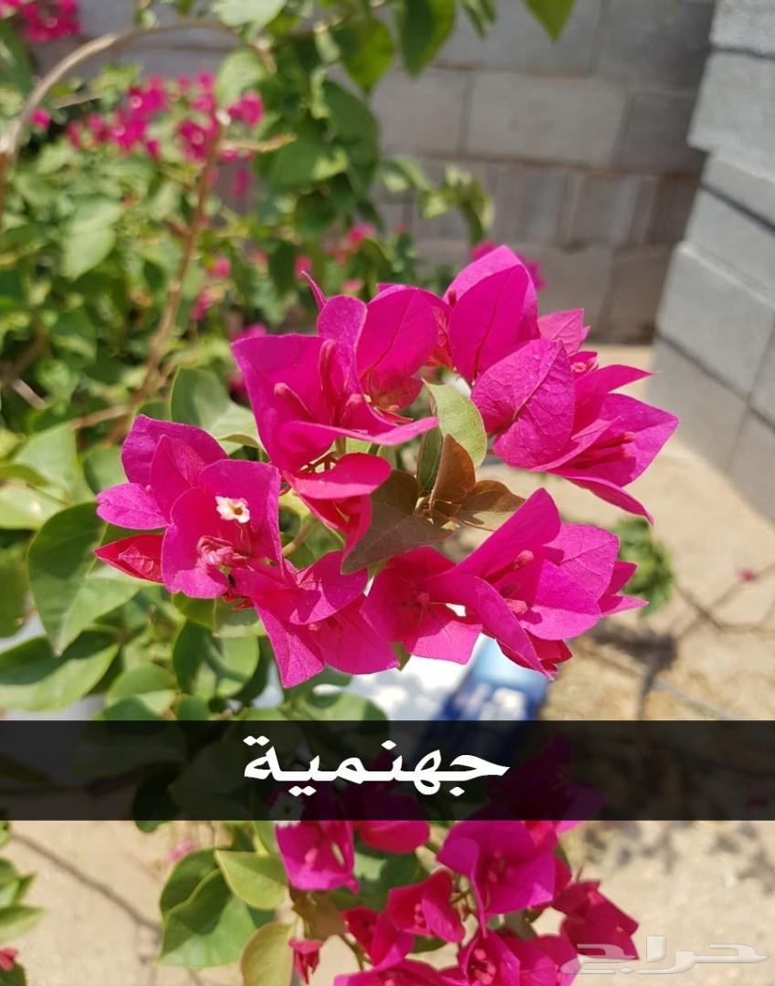 بإحلى الاسعار..شتلات تبدأ ب1.75 ريال .