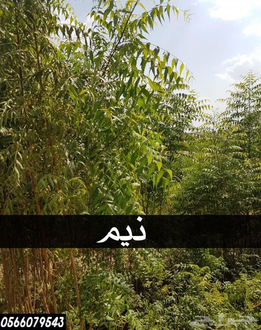بإحلى الاسعار..شتلات تبدأ ب1.75 ريال .