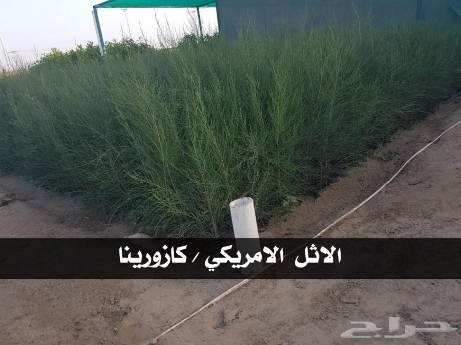 بإحلى الاسعار..شتلات تبدأ ب1.75 ريال .