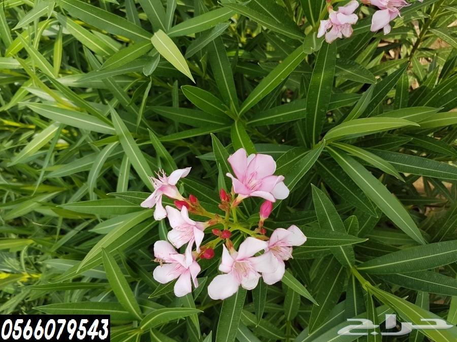 بإحلى الاسعار..شتلات تبدأ ب1.75 ريال .