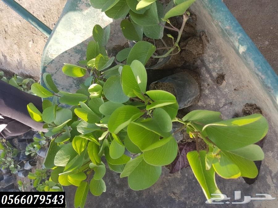 بإحلى الاسعار..شتلات تبدأ ب1.75 ريال .