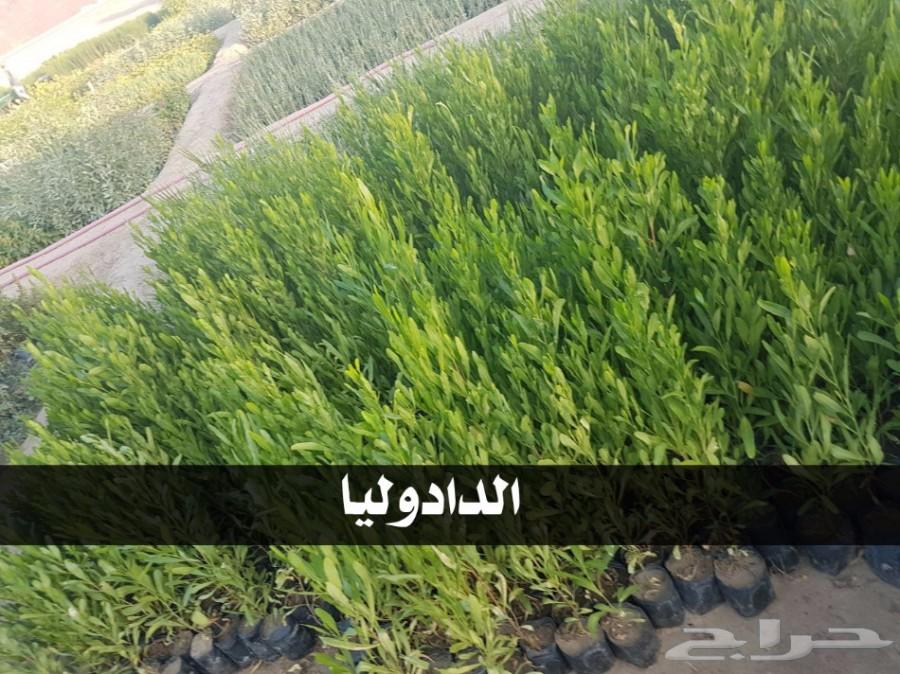 بإحلى الاسعار..شتلات تبدأ ب1.75 ريال .