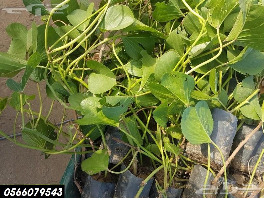بإحلى الاسعار..شتلات تبدأ ب1.75 ريال .
