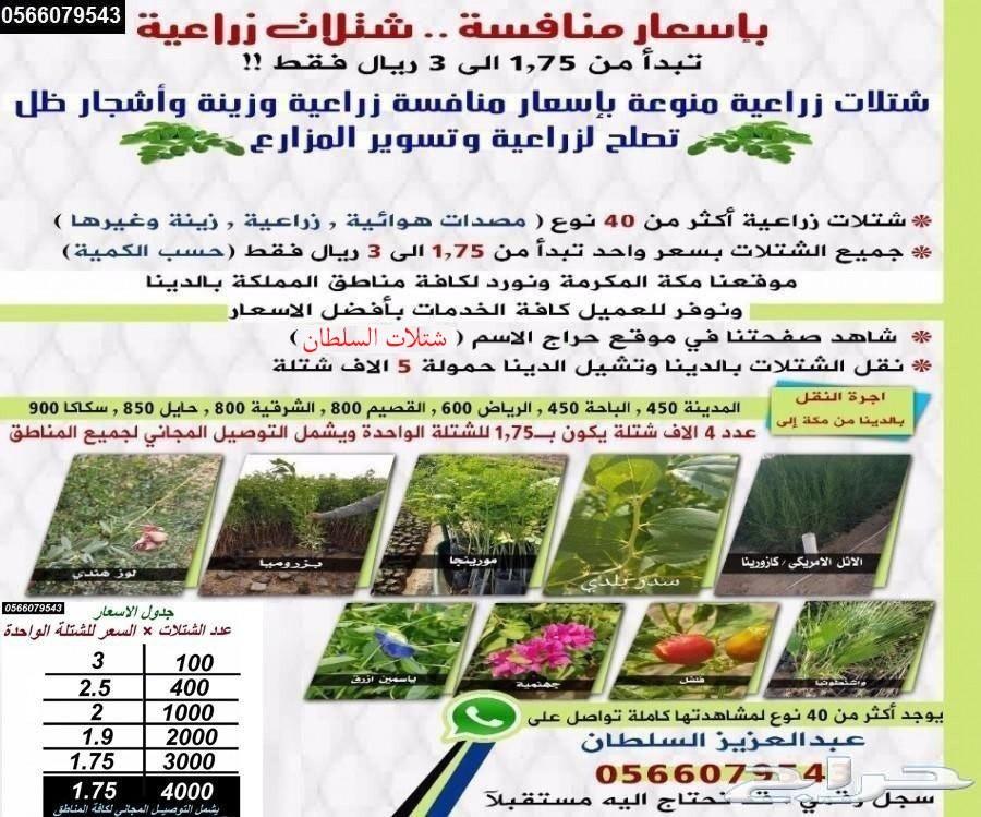 بإحلى الاسعار..شتلات تبدأ ب1.75 ريال .