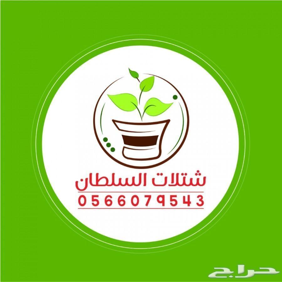بإحلى الاسعار..شتلات تبدأ ب1.75 ريال .