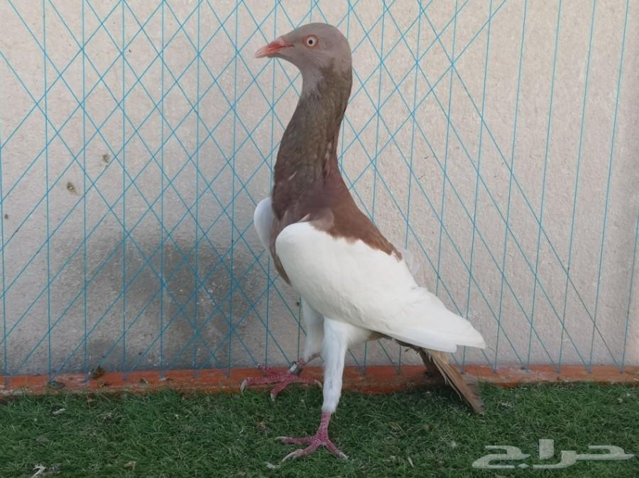 زوج دنش مسوبع فاخر على آخر ريشه تم البيع