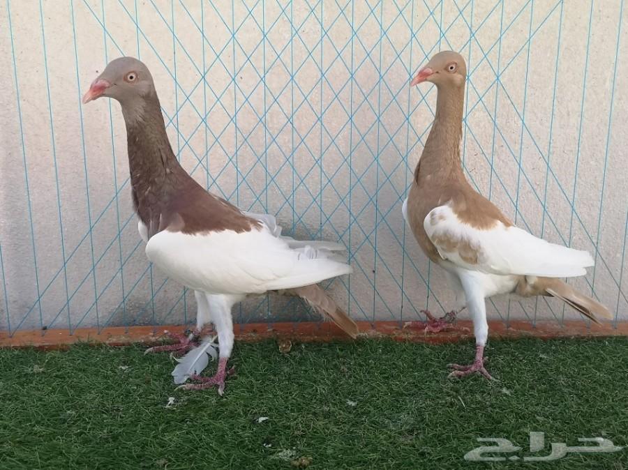زوج دنش مسوبع فاخر على آخر ريشه تم البيع