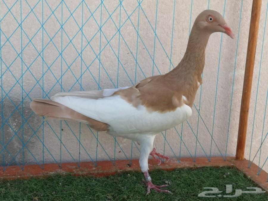 زوج دنش مسوبع فاخر على آخر ريشه تم البيع