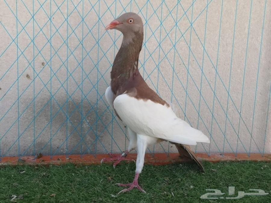 زوج دنش مسوبع فاخر على آخر ريشه تم البيع