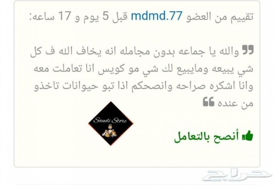 جيرمن شيبرد شولاين vip (تم البيع)