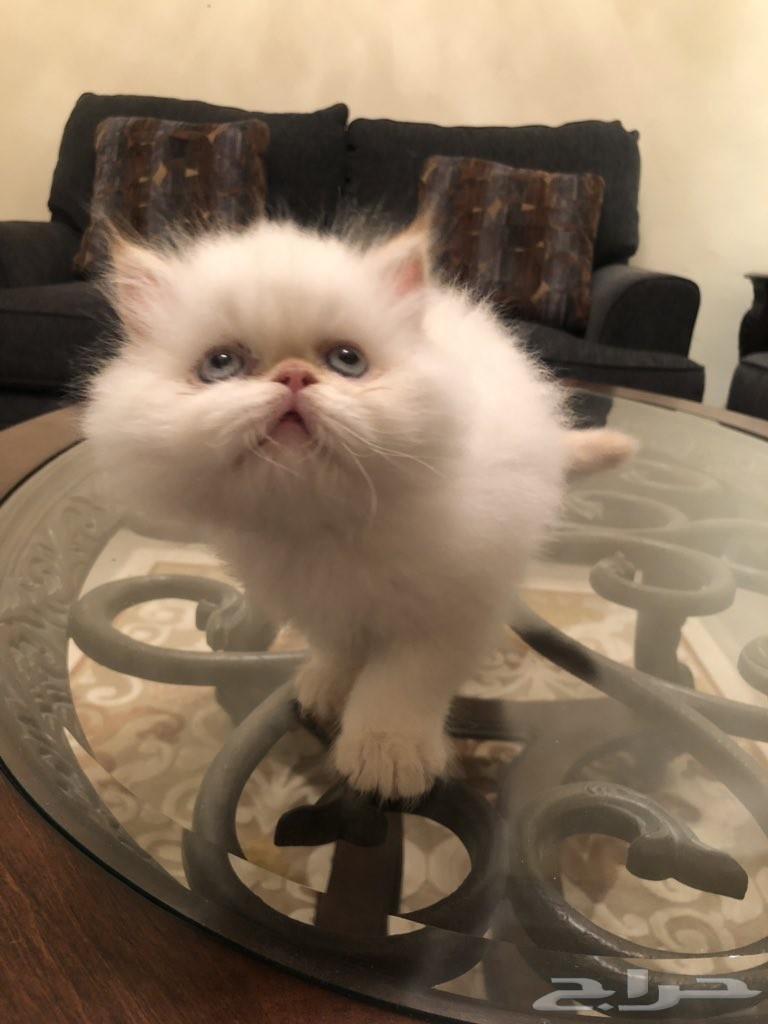 ذكر بيكي فيس وذكر هاف بيكي