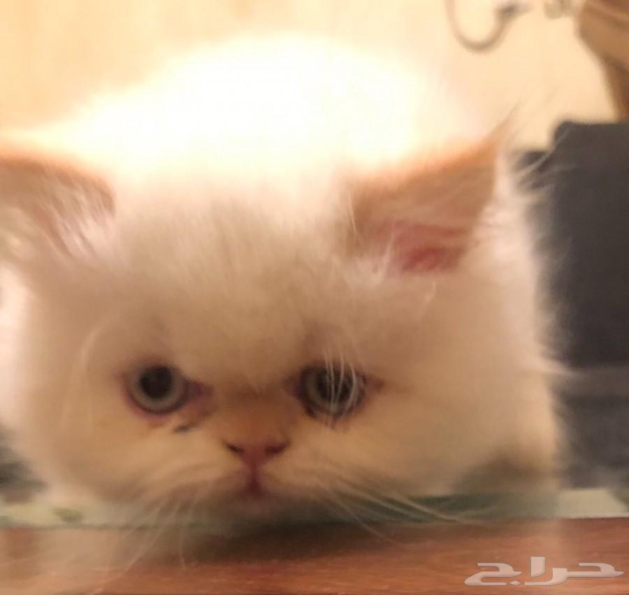 ذكر بيكي فيس وذكر هاف بيكي