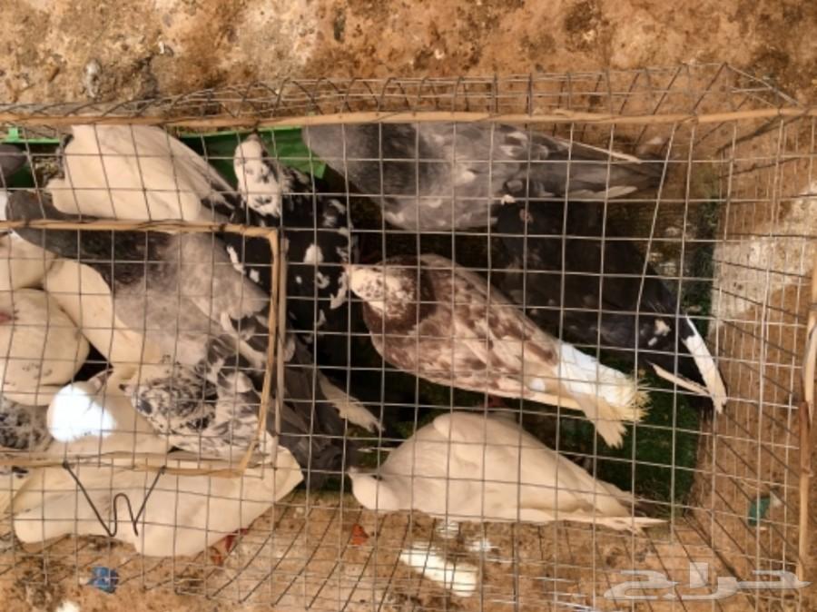 دفعة حمام مشكل للبيع بالخرج تم البيع