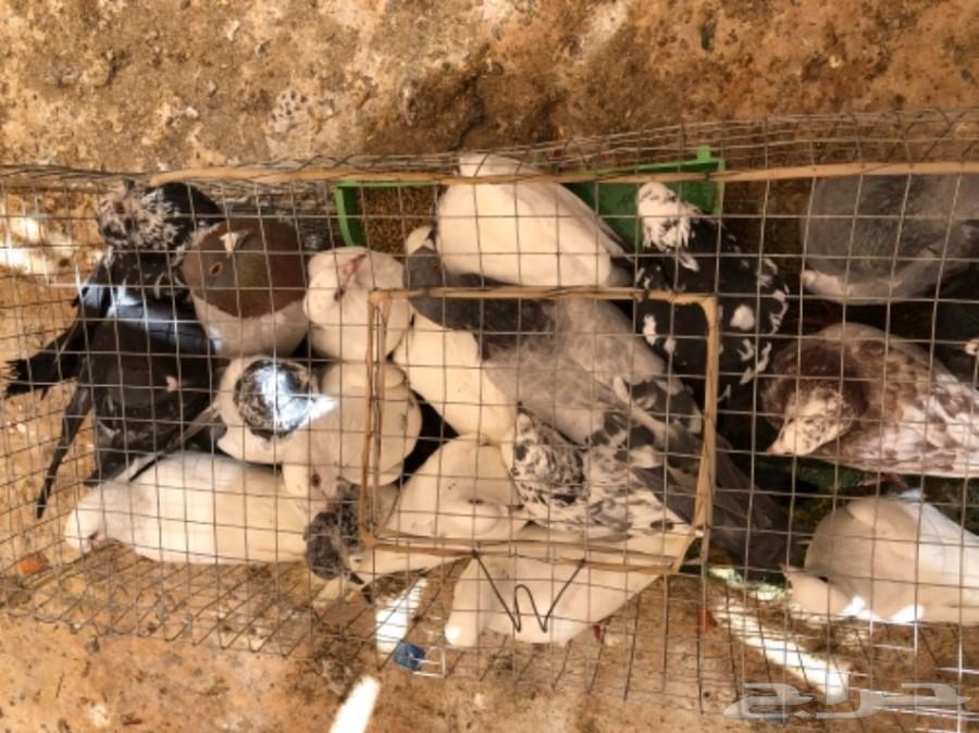 دفعة حمام مشكل للبيع بالخرج تم البيع