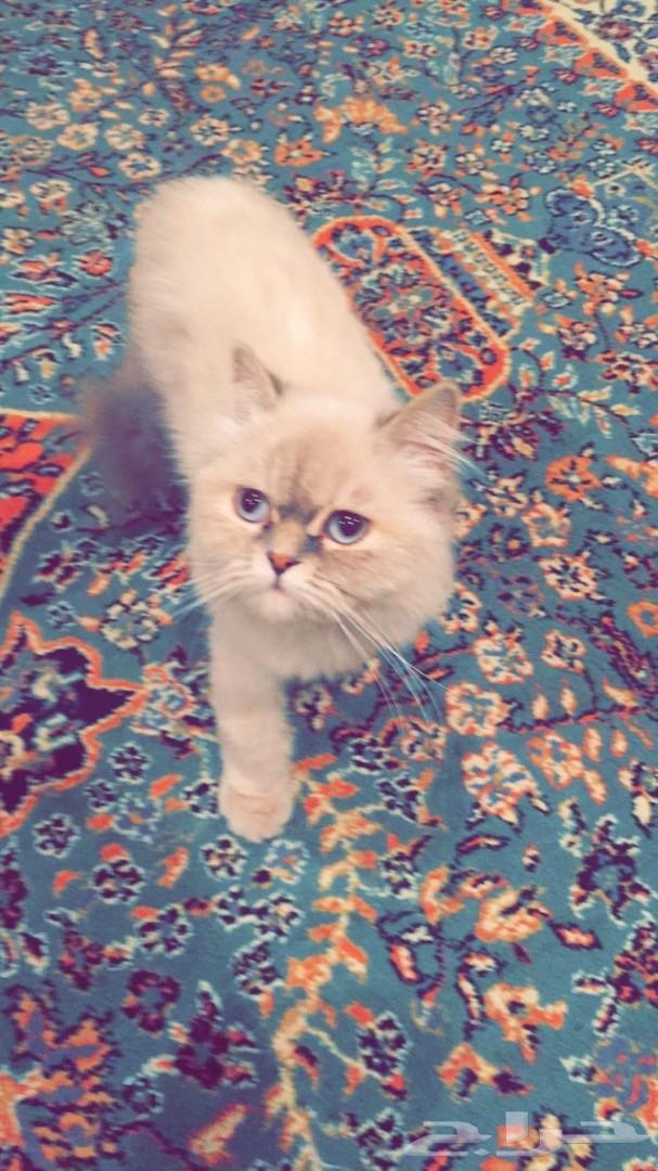 للبيع قطة هملايا 9 اشهر