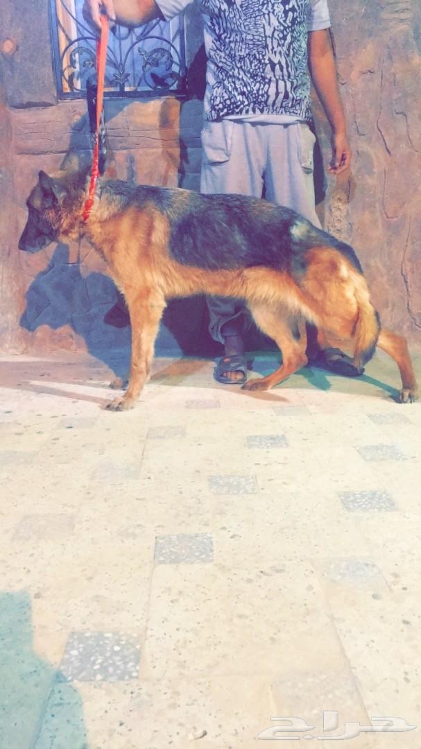 كلبة جيرمن شيبرد .. رووعة لللبيع