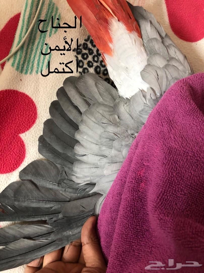 ببغاء كاسكو متكلم لون فاتح
