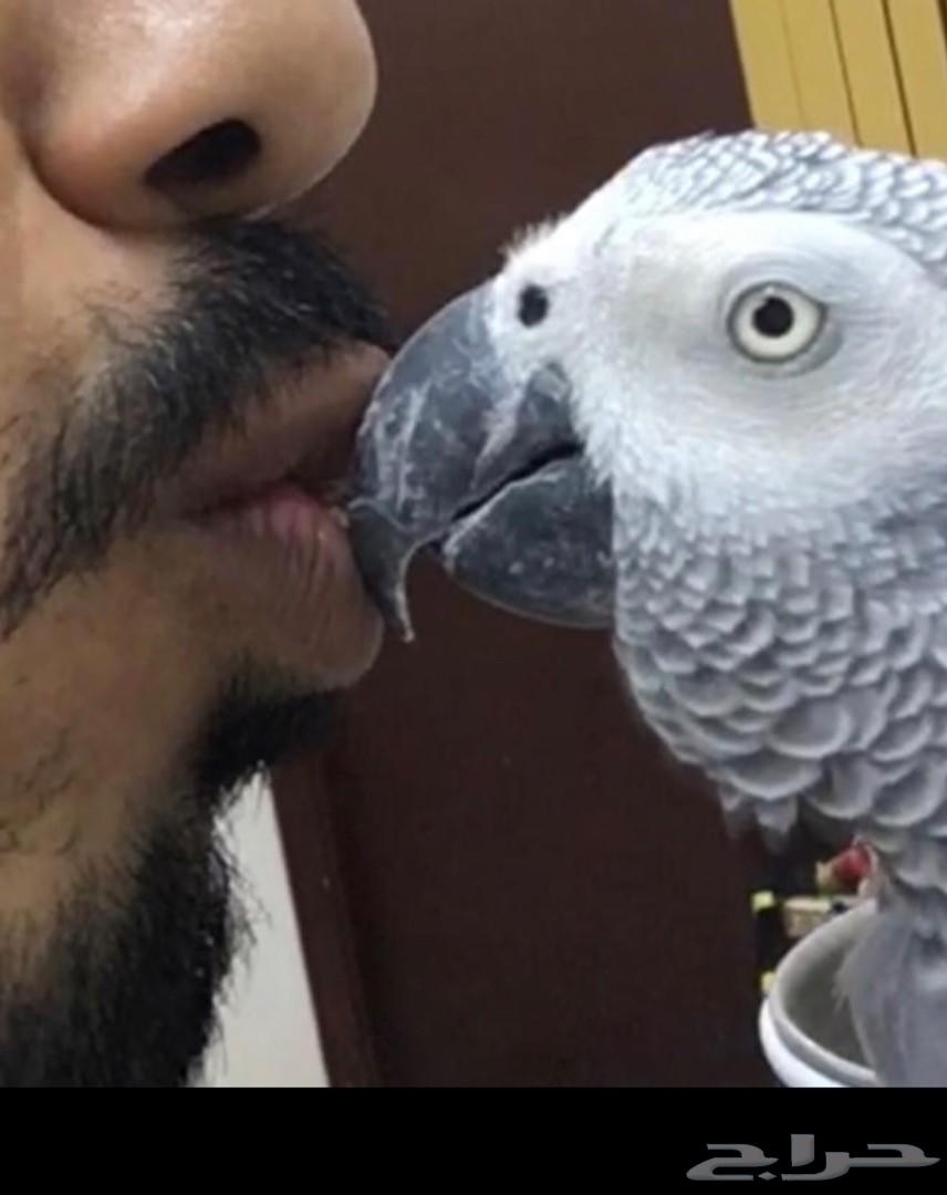 ببغاء كاسكو متكلم لون فاتح