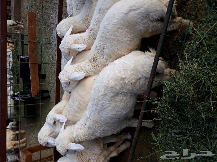 (مبيوع)طليان ورخال حريه ذبايح وسط