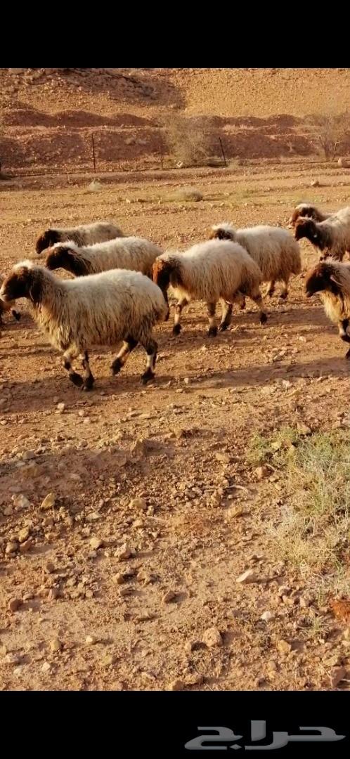 غنم نعيم طيبه
