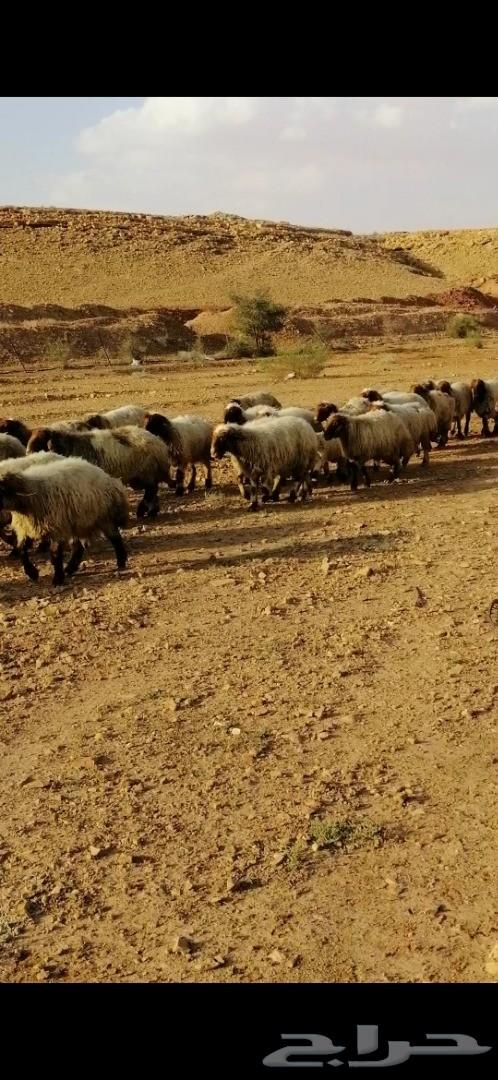غنم نعيم طيبه