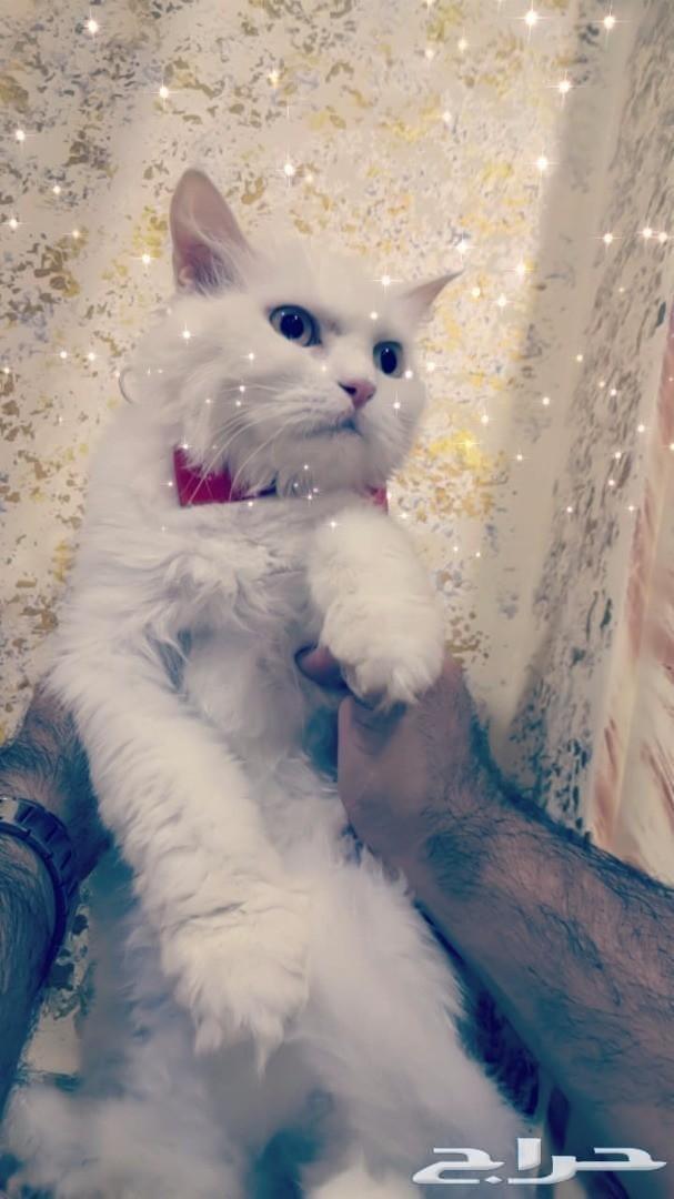 قطه شيرازي شنشيلا مع 5 كيتن