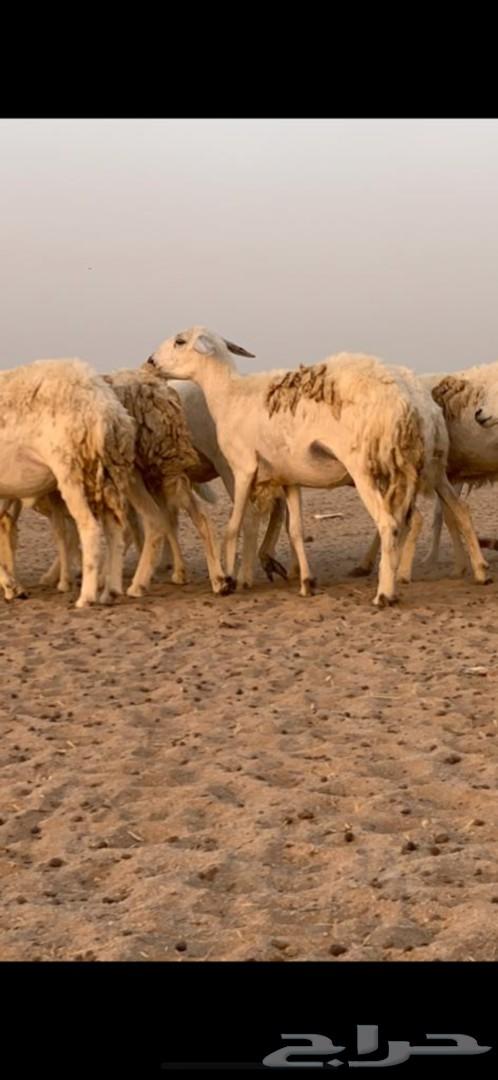 غنم حرية حرش 31 يتبعها 13( تم البيع )