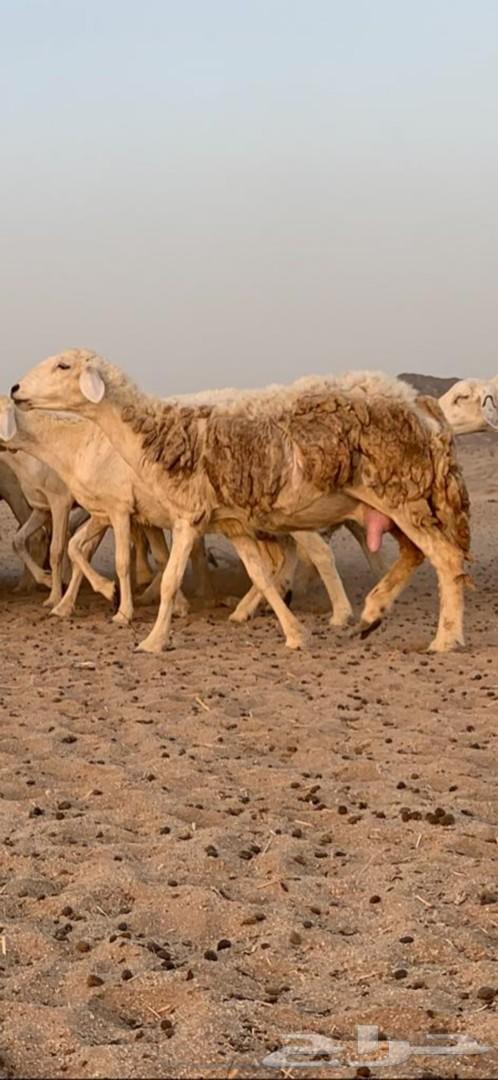 غنم حرية حرش 31 يتبعها 13( تم البيع )