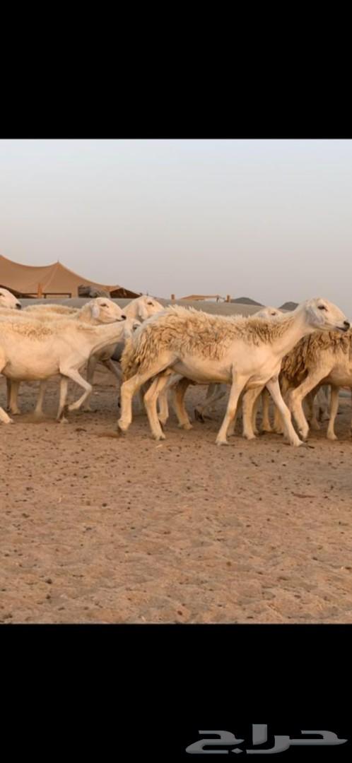 غنم حرية حرش 31 يتبعها 13( تم البيع )