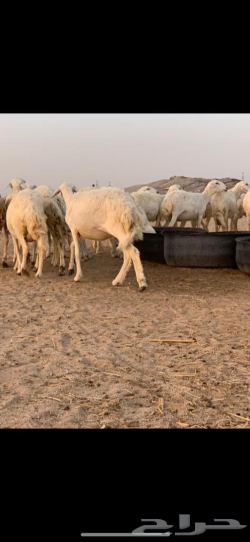غنم حرية حرش 31 يتبعها 13( تم البيع )