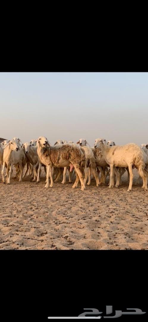 غنم حرية حرش 31 يتبعها 13( تم البيع )