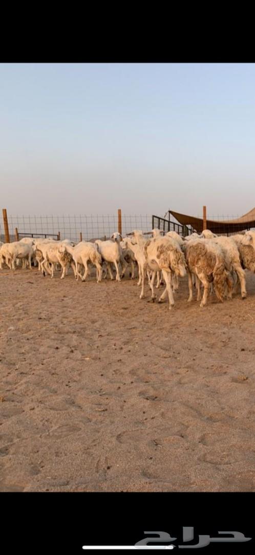 غنم حرية حرش 31 يتبعها 13( تم البيع )