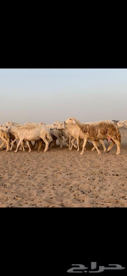 غنم حرية حرش 31 يتبعها 13( تم البيع )