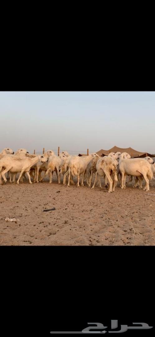 غنم حرية حرش 31 يتبعها 13( تم البيع )