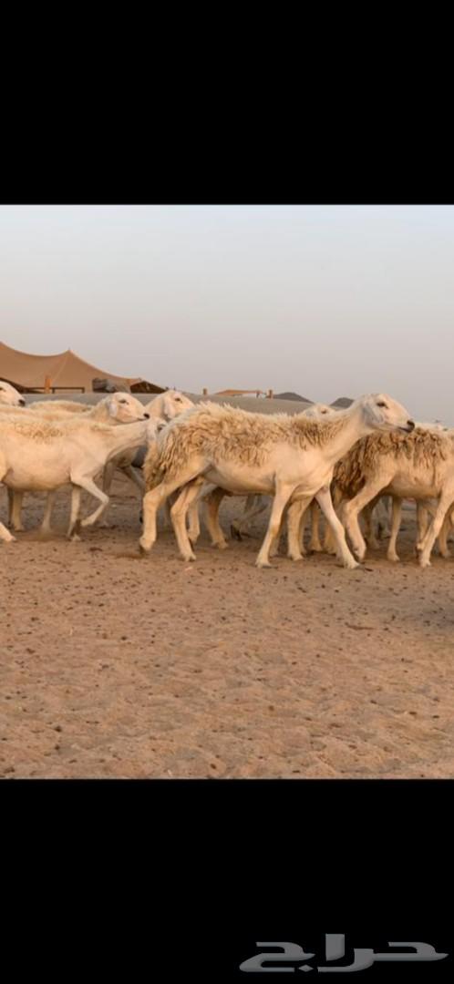غنم حرية حرش 31 يتبعها 13( تم البيع )
