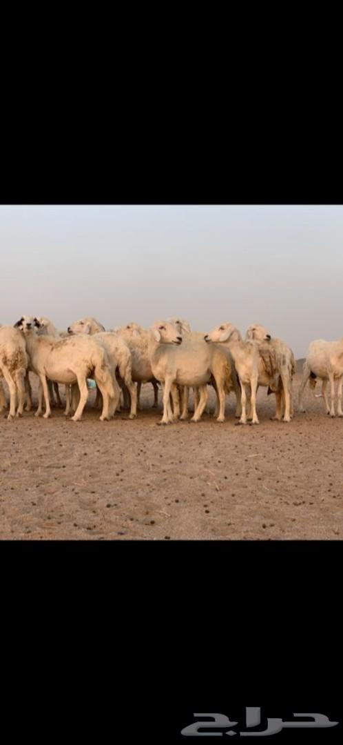 غنم حرية حرش 31 يتبعها 13( تم البيع )