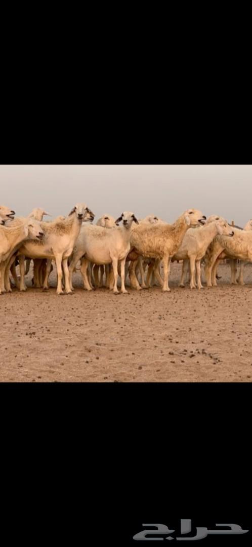 غنم حرية حرش 31 يتبعها 13( تم البيع )